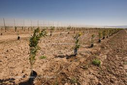 Image du Maroc Professionnelle de  Des fermes de grandes dimensions avec des terres agricoles qui ont profité de l’épierrage, d'un tri et enfin du broyage des roches cela a permis de créer des champs de grandes dimensions que l’on a divisés en zones séparées par des filets dans le but de les protéger contre l'action du vent. Avant de procédé à la plantation des orangers on avait équipé le sol d’un système moderne d'arrosage qui laisse passer l’eau petit à petit, dit "goutte à goutte" dans une nouvelle ferme moderne à Chichaoua, Mardi 27 Février 2007. (Photo / Abdeljalil Bounhar) 